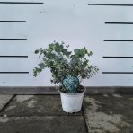 Eukalyptus (Eucalyptus cinerea) ´SILVER DOLLAR´ - výška 20-40 cm, kont. C1,5L (-13°C)